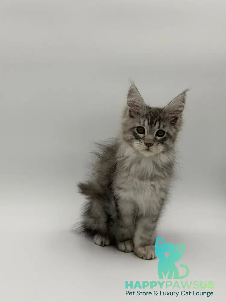 Kleo Maine Coon male black silver tabby - live animals