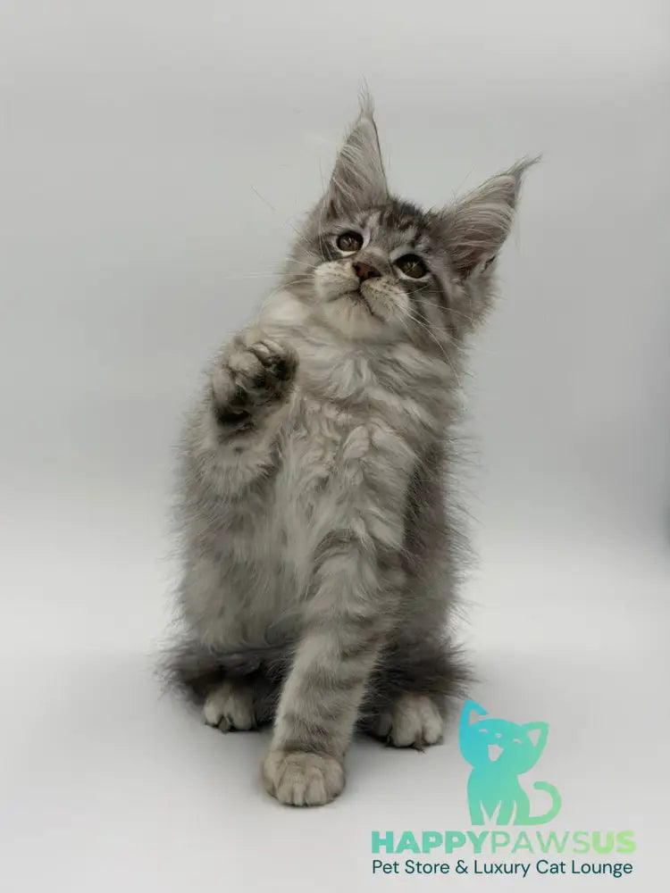 Kleo Maine Coon male black silver tabby - live animals
