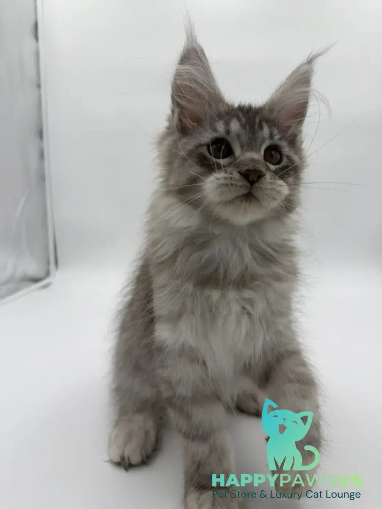Kleo Maine Coon male black silver tabby - live animals