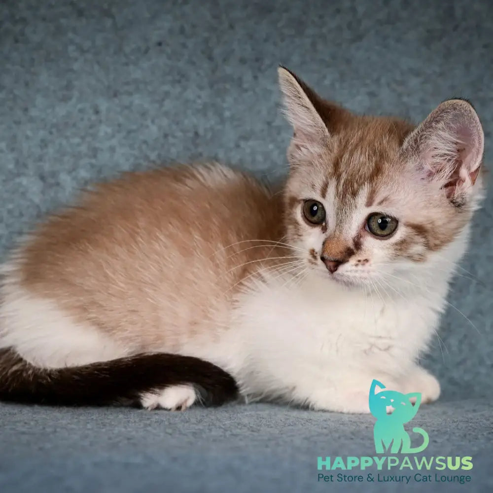 Kleo Munchkin female black pointed spotted tabby bicolour - live animals
