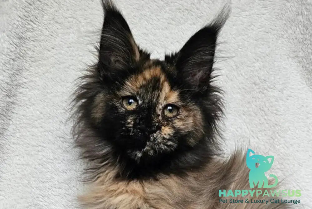 Kleopatra Maine Coon female black tortie live animals