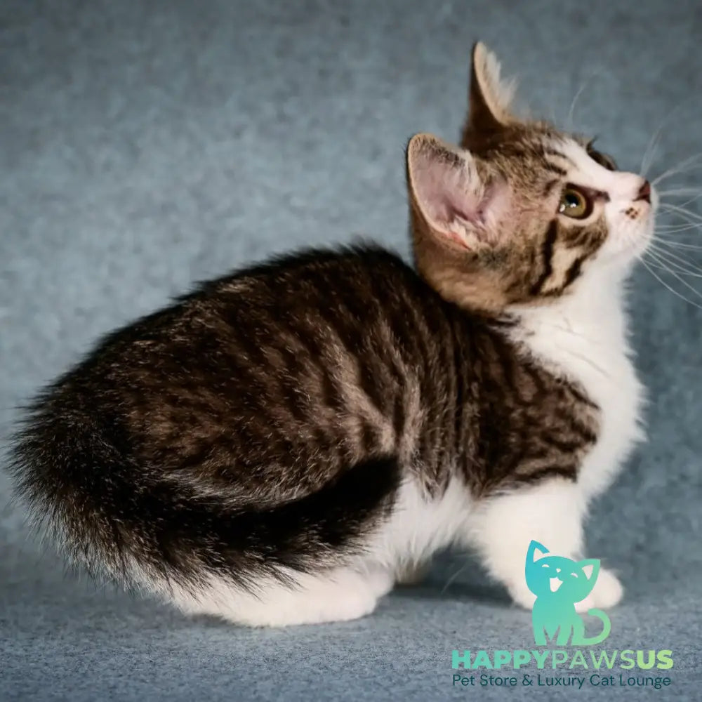 Klepa Munchkin female black spotted tabby bicolour - live animals