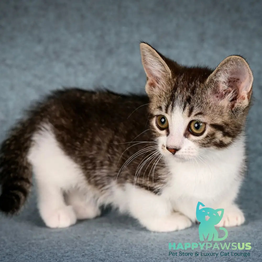 Klepa Munchkin female black spotted tabby bicolour - live animals