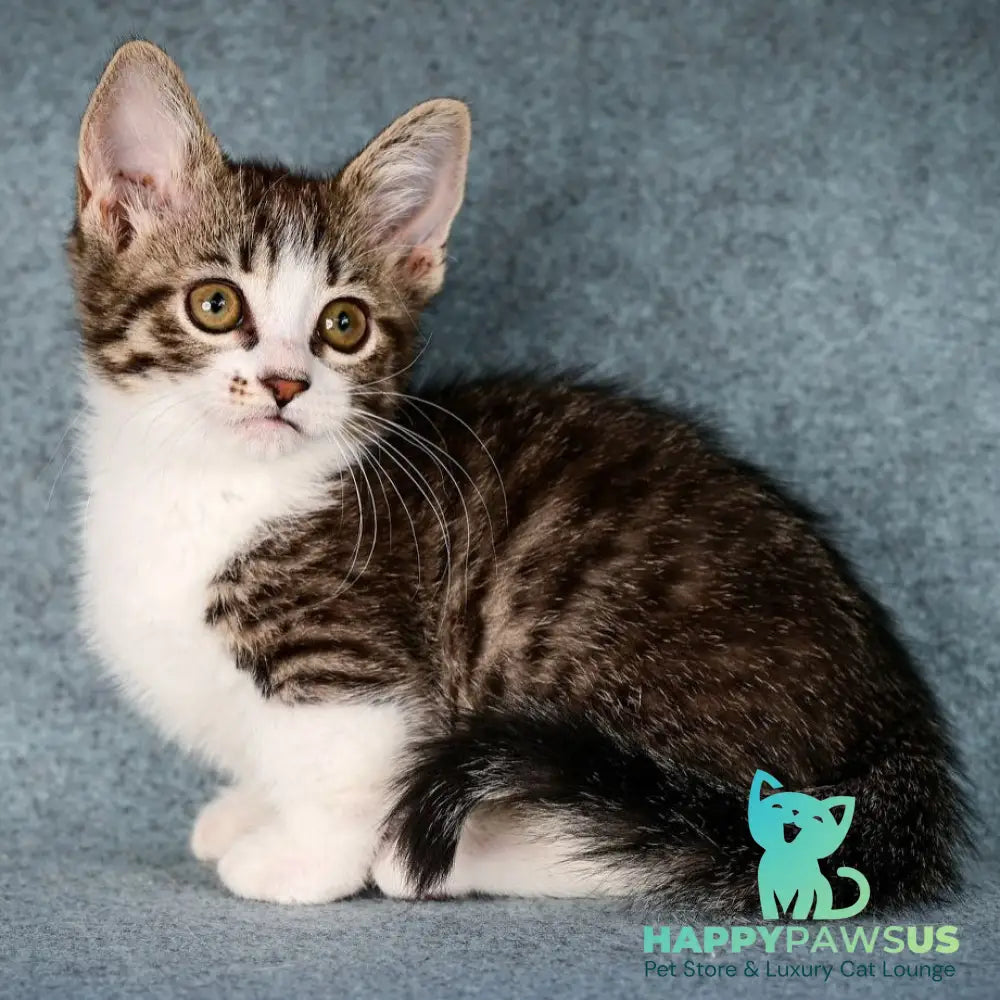 Klepa Munchkin female black spotted tabby bicolour - live animals