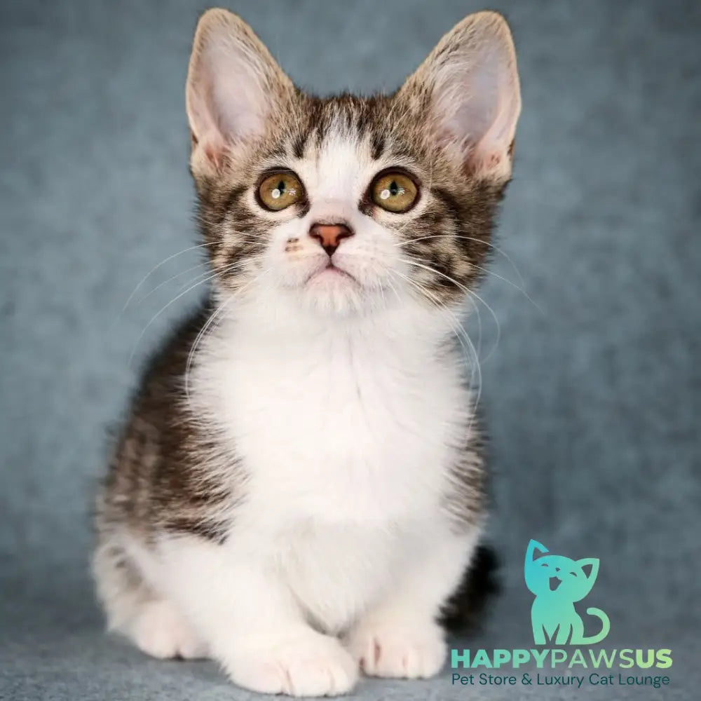 Klepa Munchkin female black spotted tabby bicolour - live animals