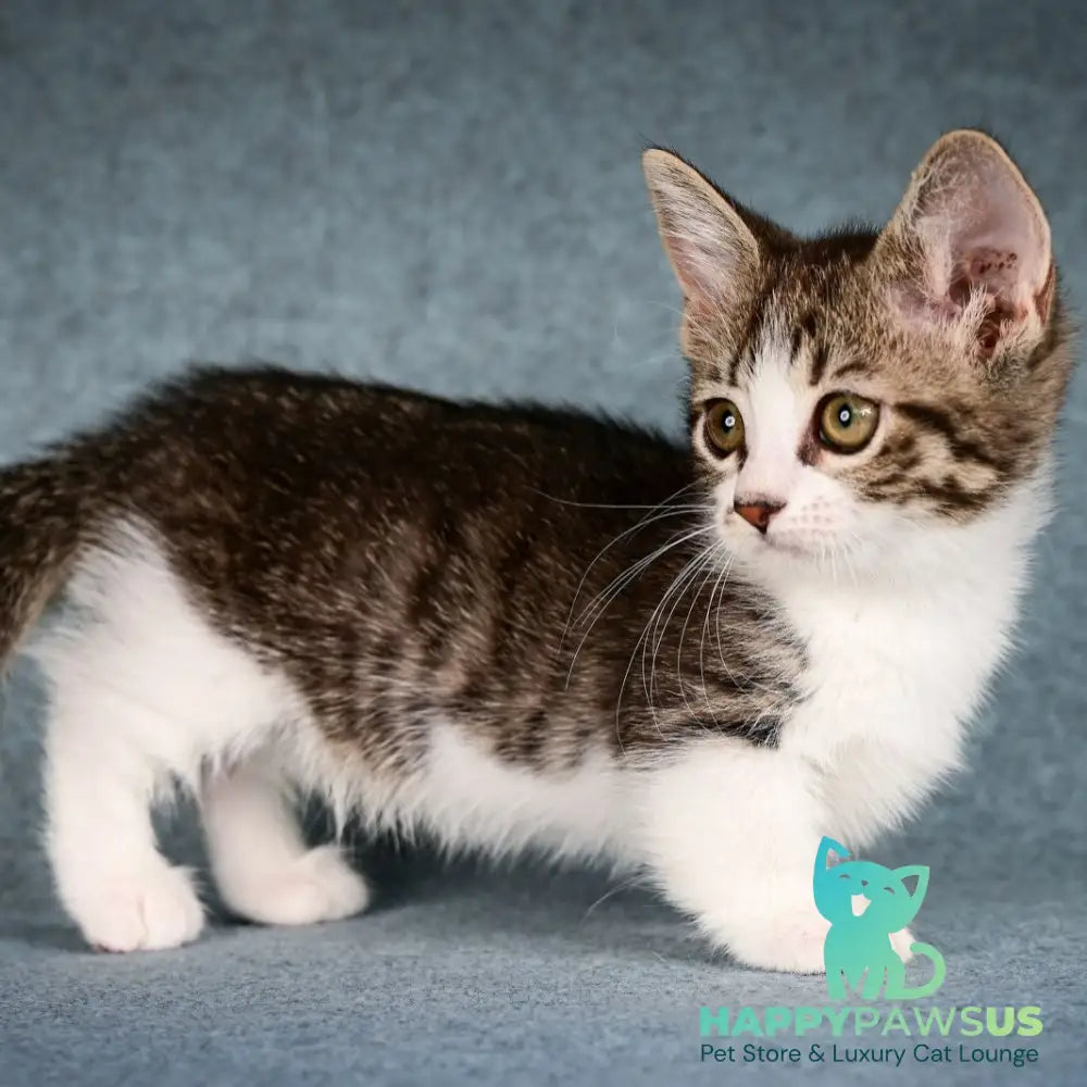 Klepa Munchkin female black spotted tabby bicolour - live animals