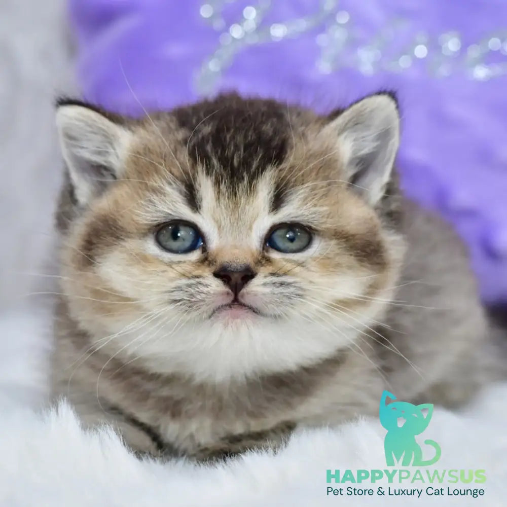 Knopka British Shorthair female black ticked tabby - live animals