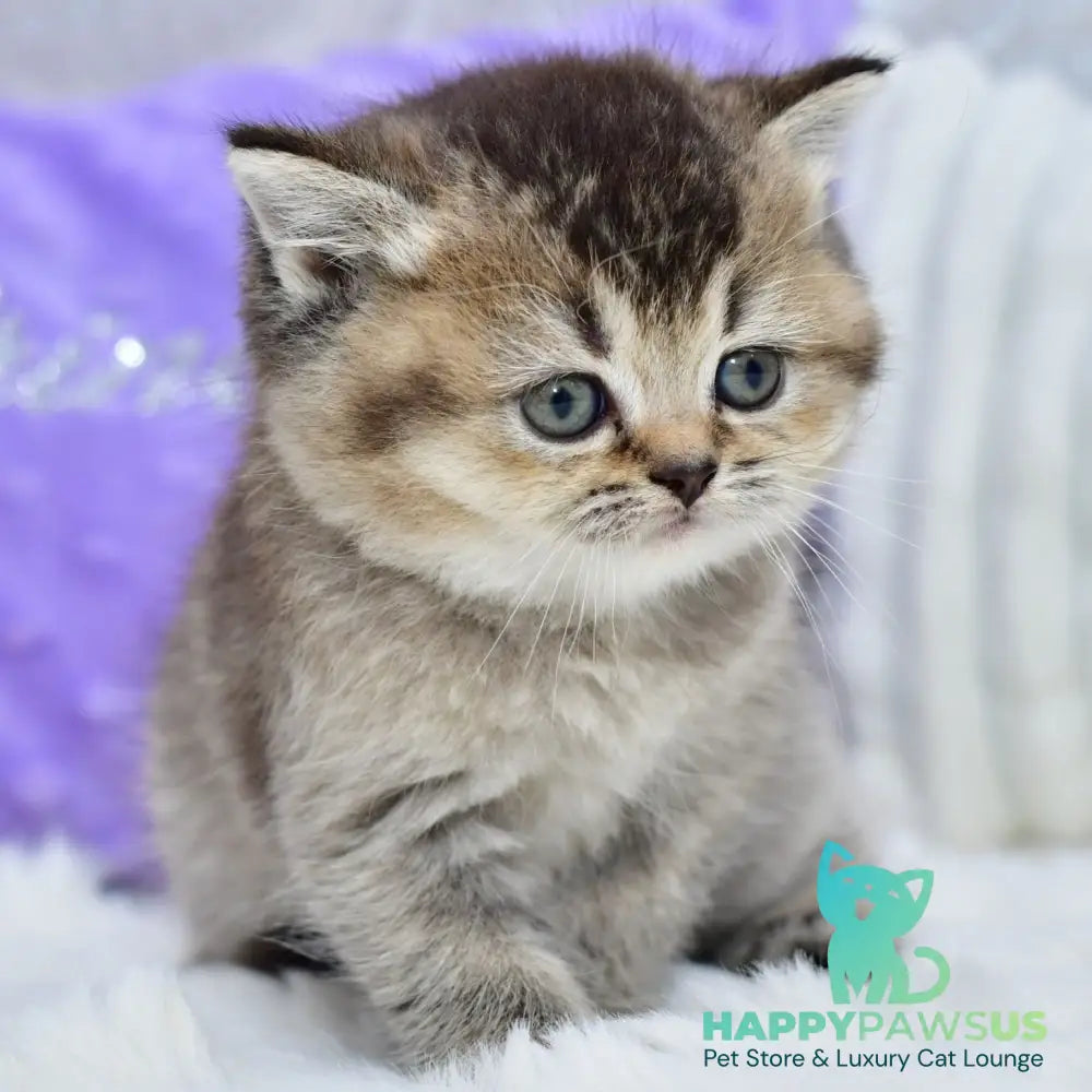 Knopka British Shorthair female black ticked tabby - live animals