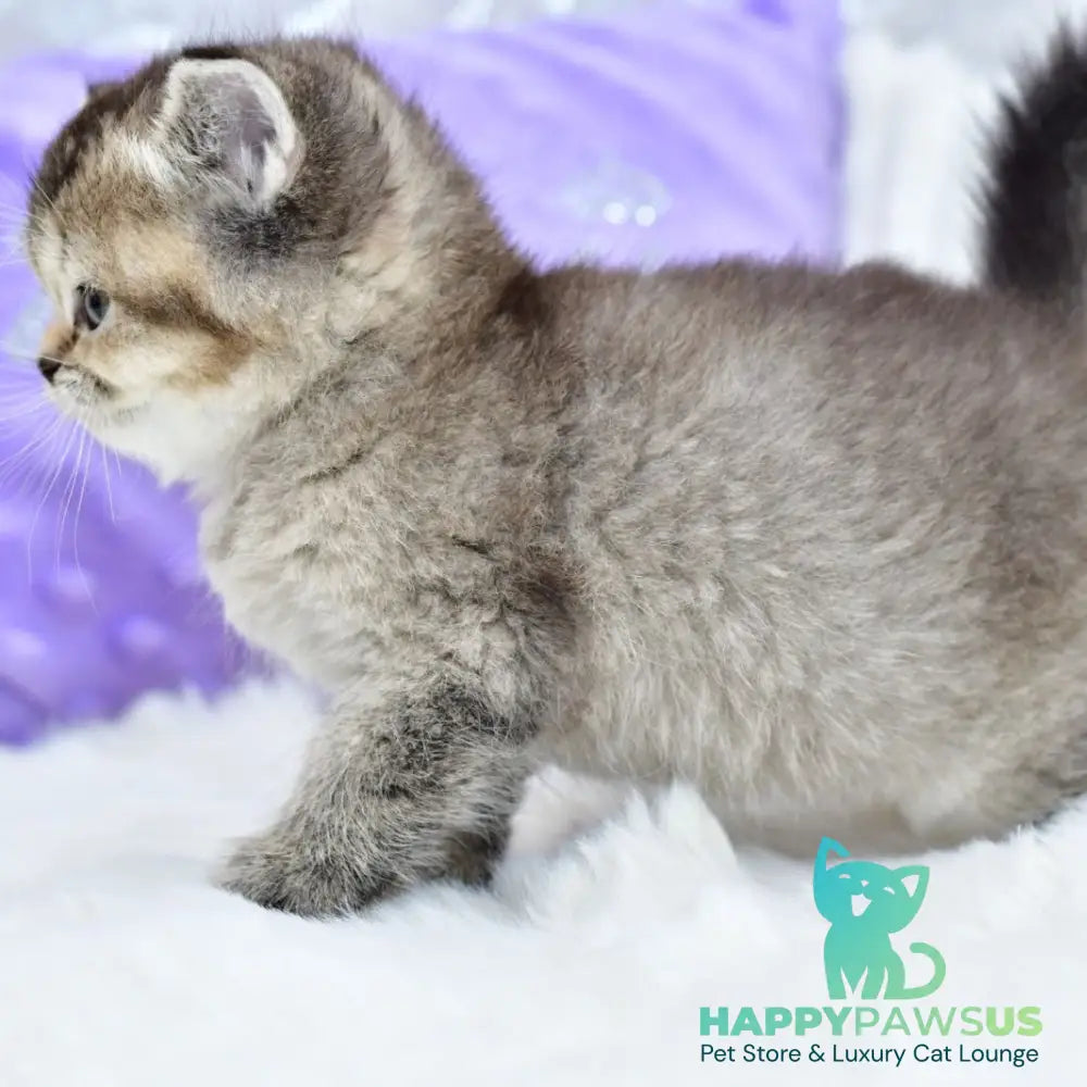 Knopka British Shorthair female black ticked tabby - live animals