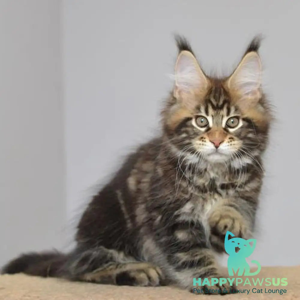 Knyaz Maine Coon male black tabby - live animals
