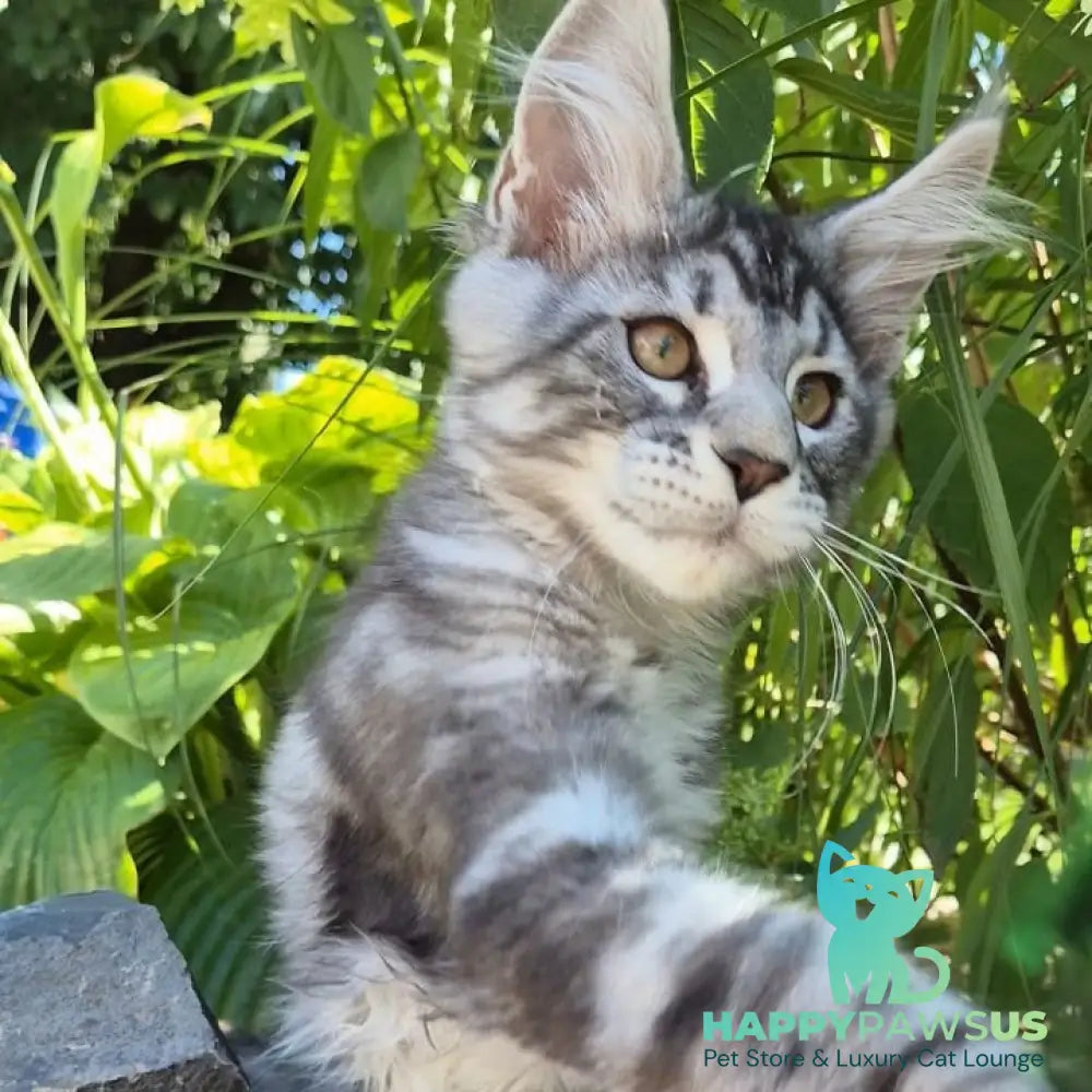 Kohinoor Maine Coon male black silver tabby - live animals