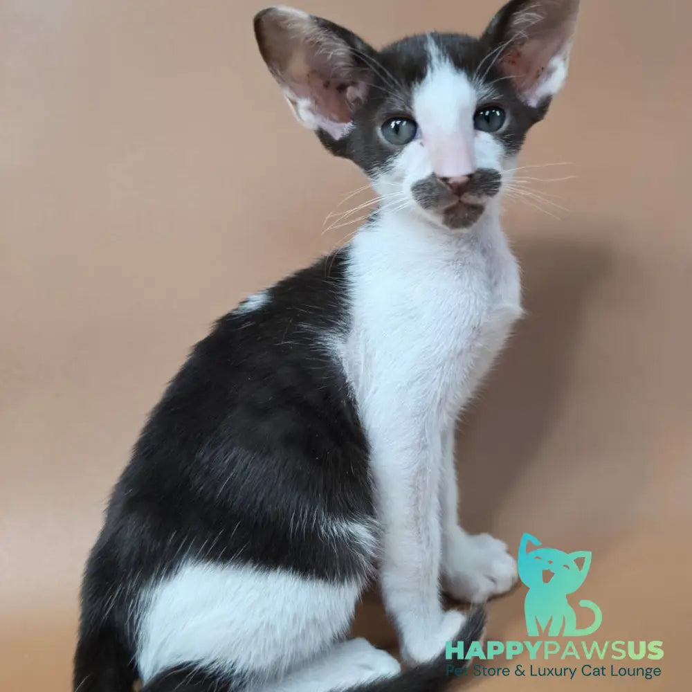 Koji Oriental Shorthair male chocolate bicolour - live animals