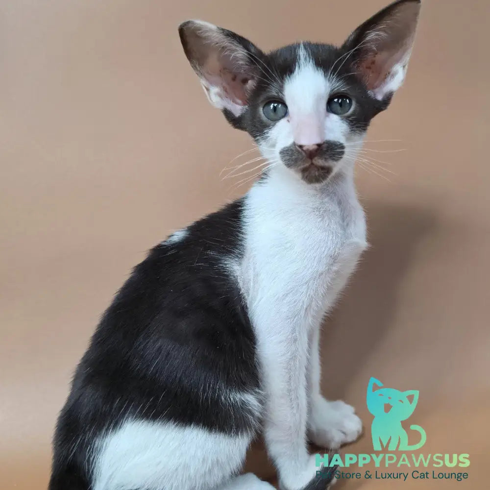 Koji Oriental Shorthair male chocolate bicolour - live animals