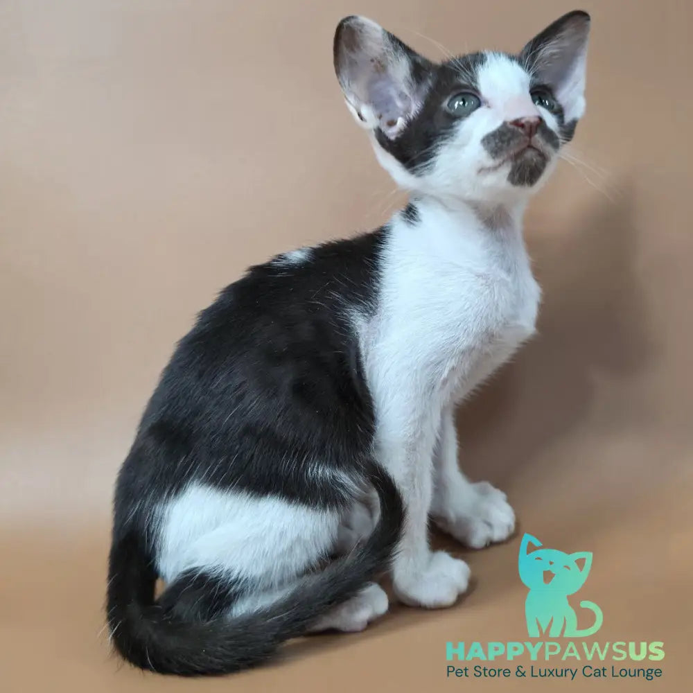 Koji Oriental Shorthair male chocolate bicolour - live animals