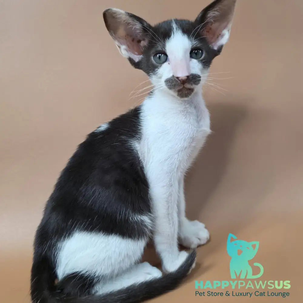 Koji Oriental Shorthair male chocolate bicolour - live animals