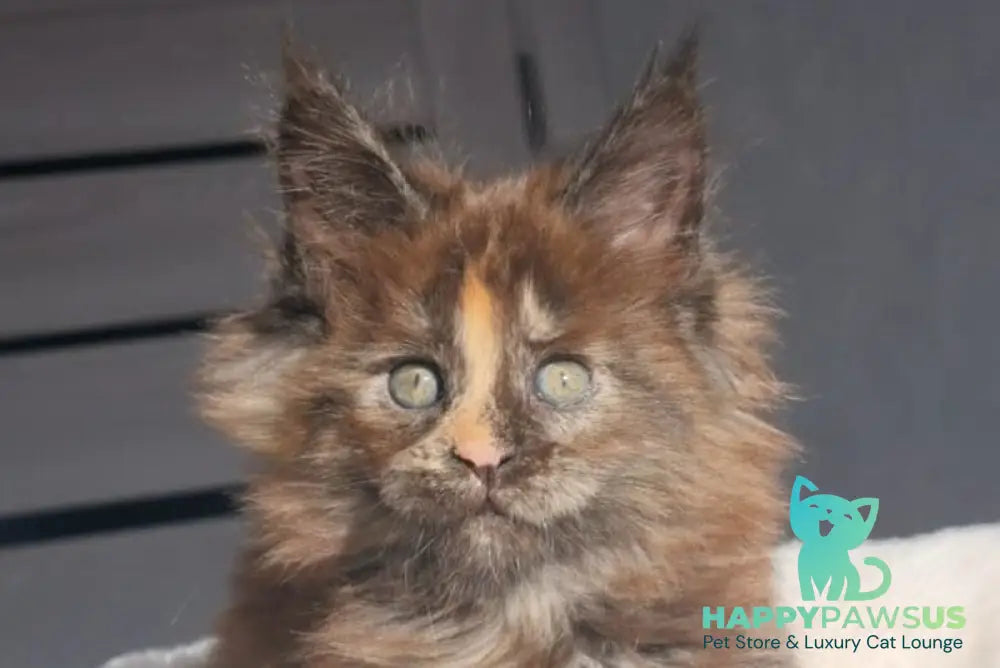 Koketka Maine Coon female black tortie live animals