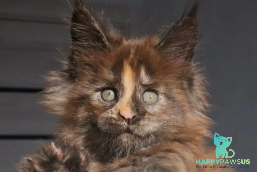 Koketka Maine Coon female black tortie live animals