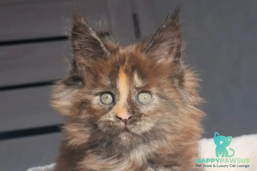 Koketka Maine Coon female black tortie live animals