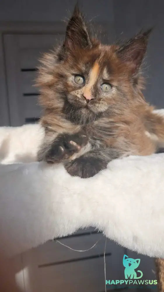 Koketka Maine Coon female black tortie live animals