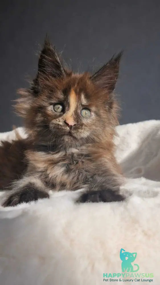 Koketka Maine Coon female black tortie live animals