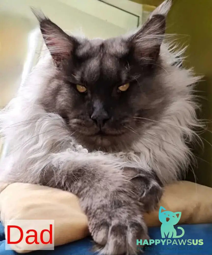 Koketka Maine Coon female black tortie live animals