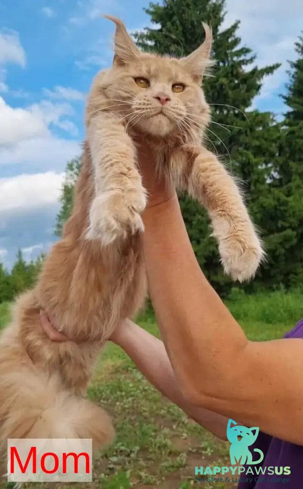 Koketka Maine Coon female black tortie live animals