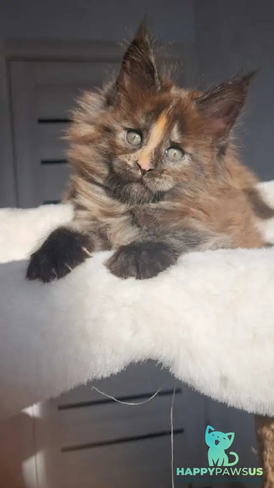 Koketka Maine Coon female black tortie live animals