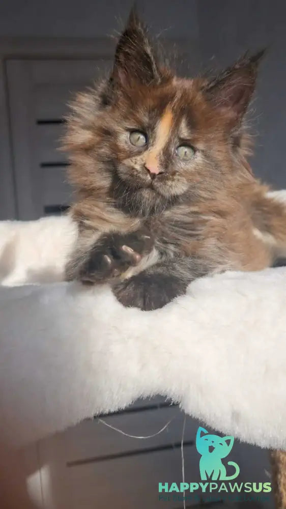 Koketka Maine Coon female black tortie live animals