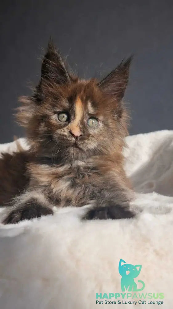 Koketka Maine Coon female black tortie live animals