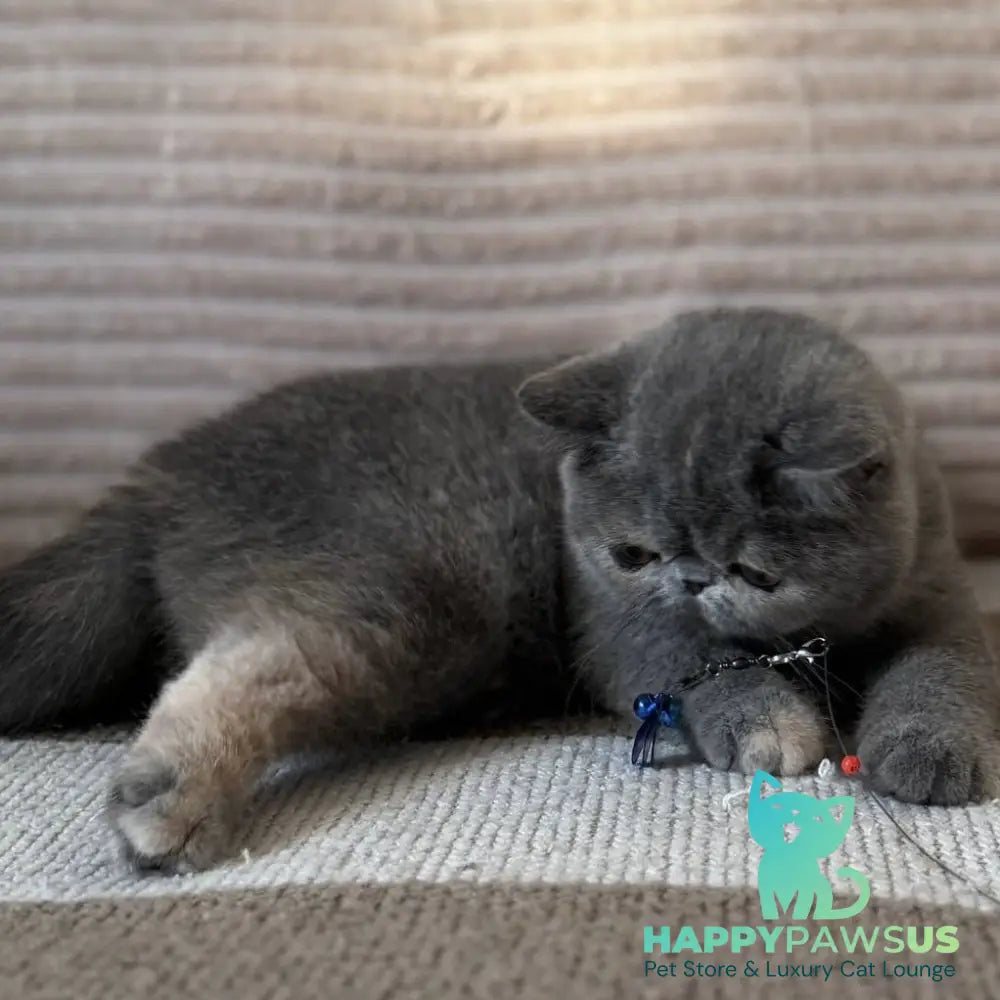 Koko Chanel Exotic female blue tortie