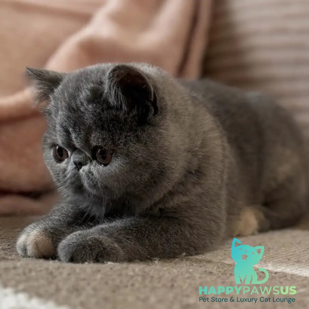 Koko Chanel Exotic female blue tortie
