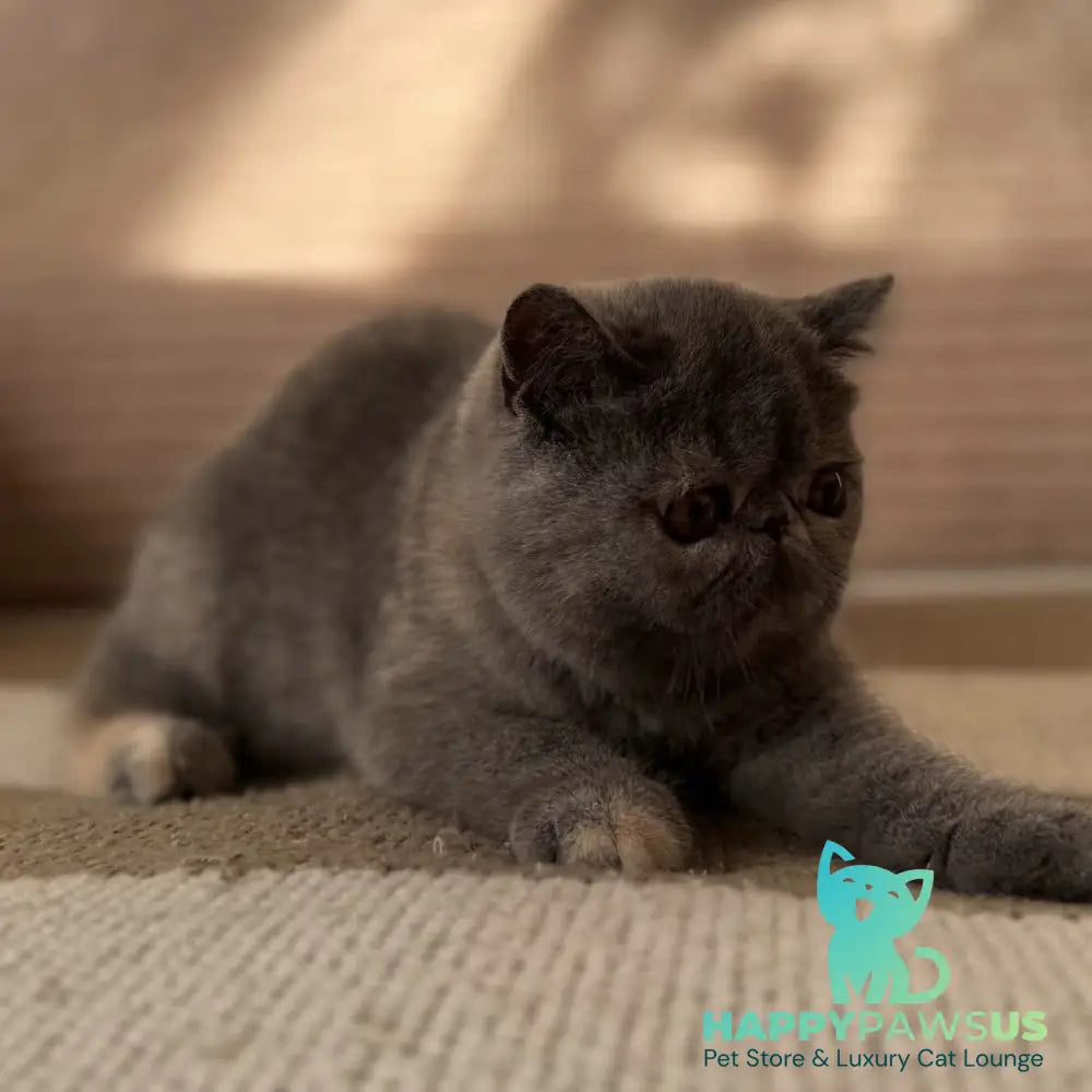 Koko Chanel Exotic female blue tortie