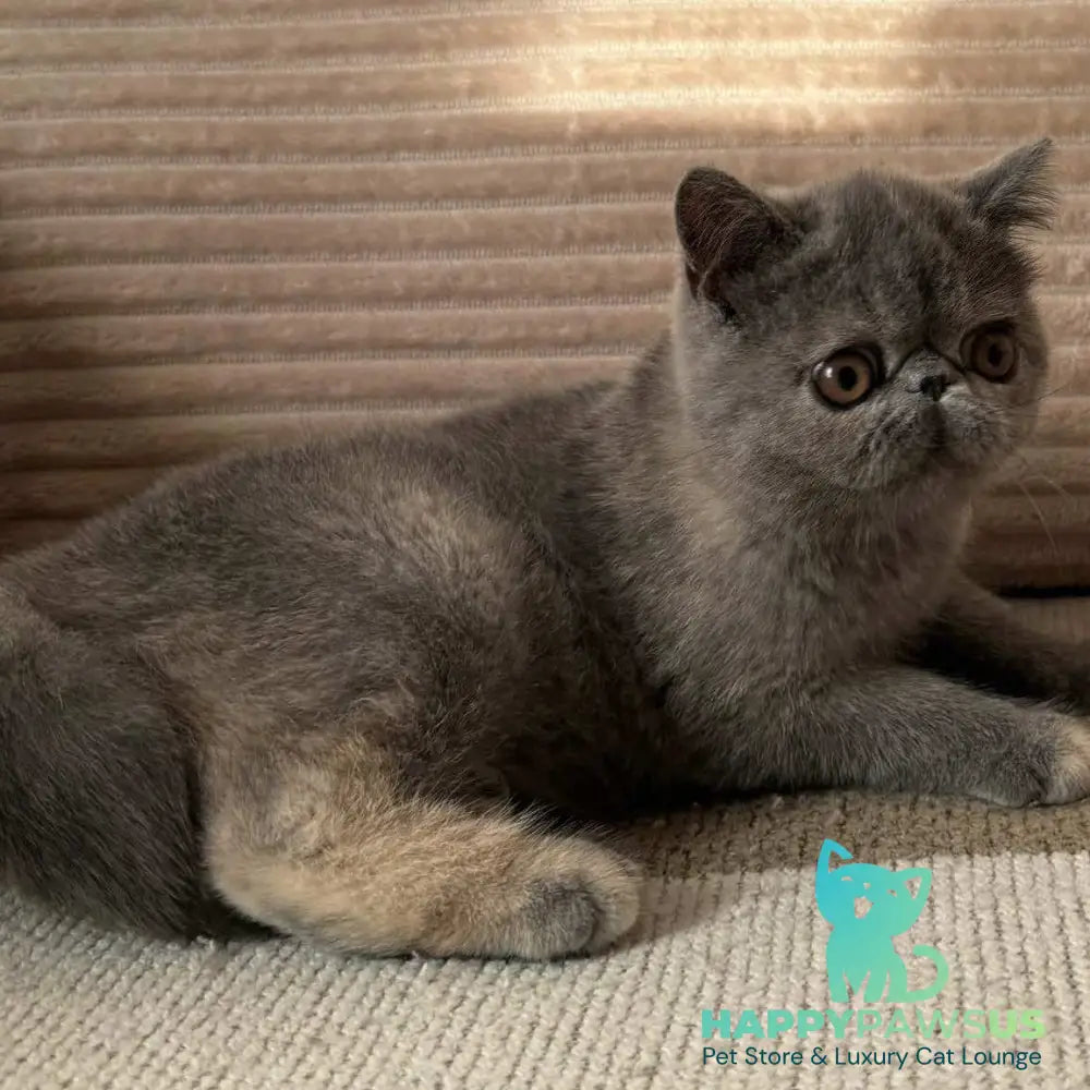 Koko Chanel Exotic female blue tortie