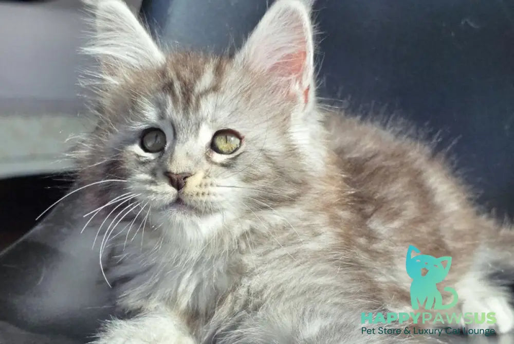 Koko Maine Coon female black silver ticked tabby - live animals