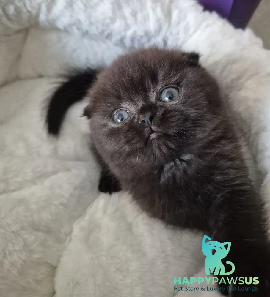 Koko Scottish Fold female chocolate - live animals