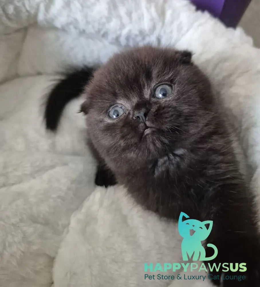 Koko Scottish Fold female chocolate - live animals