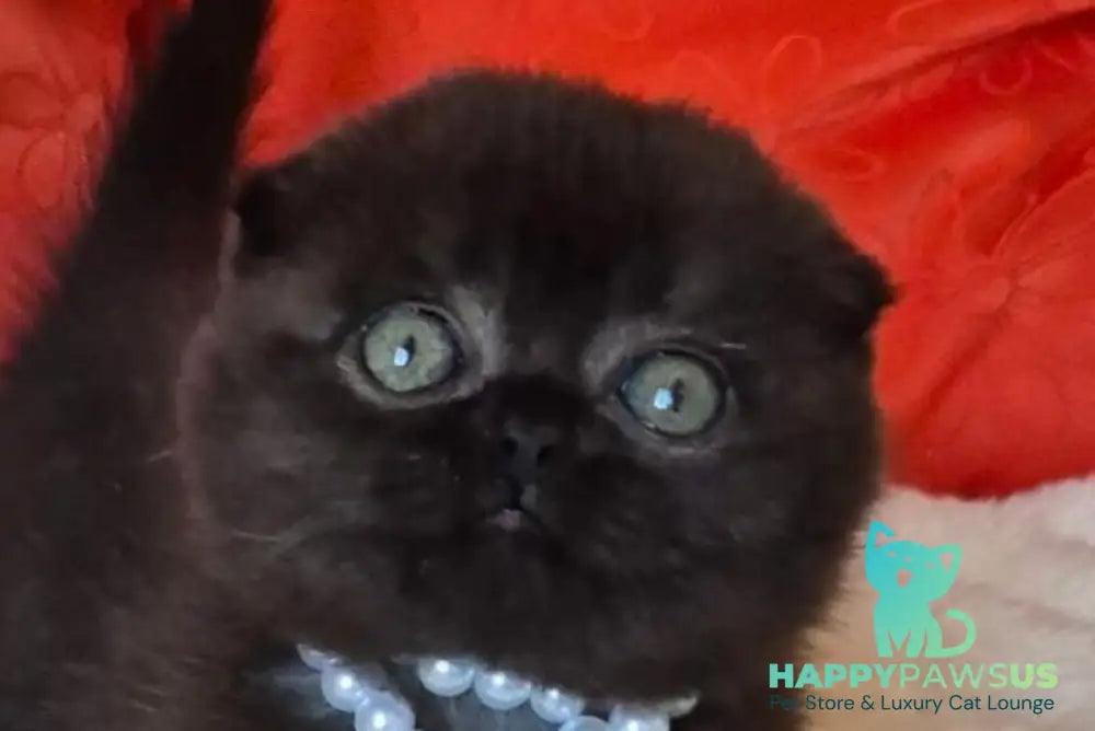 Koko Scottish Fold female chocolate - live animals
