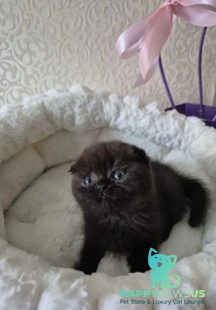 Koko Scottish Fold female chocolate - live animals