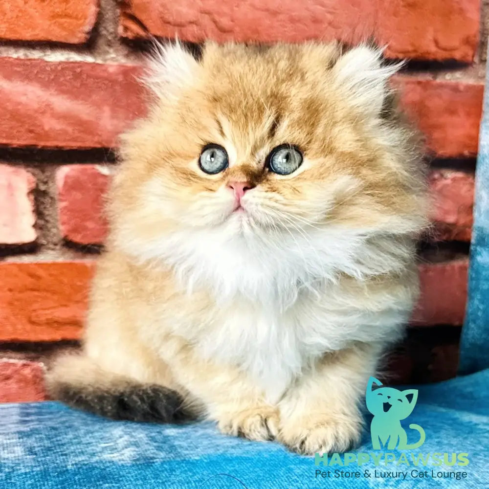 Kokos British Longhair male black golden shaded - live animals