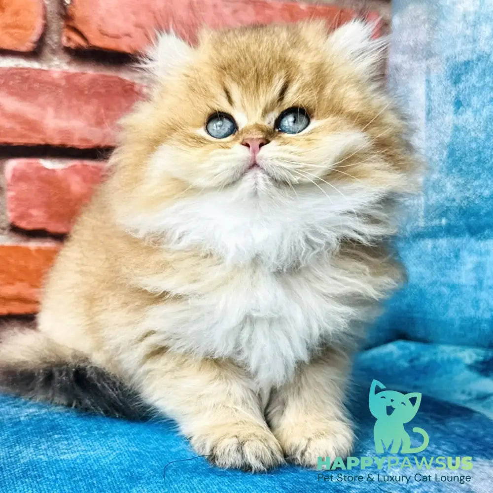 Kokos British Longhair male black golden shaded - live animals