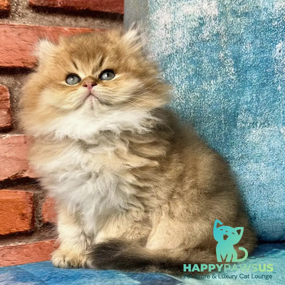 Kokos British Longhair male black golden shaded - live animals