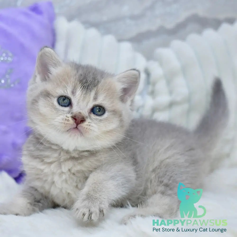 Kokos British Shorthair male blue ticked tabby - live animals
