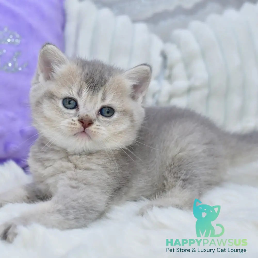Kokos British Shorthair male blue ticked tabby - live animals
