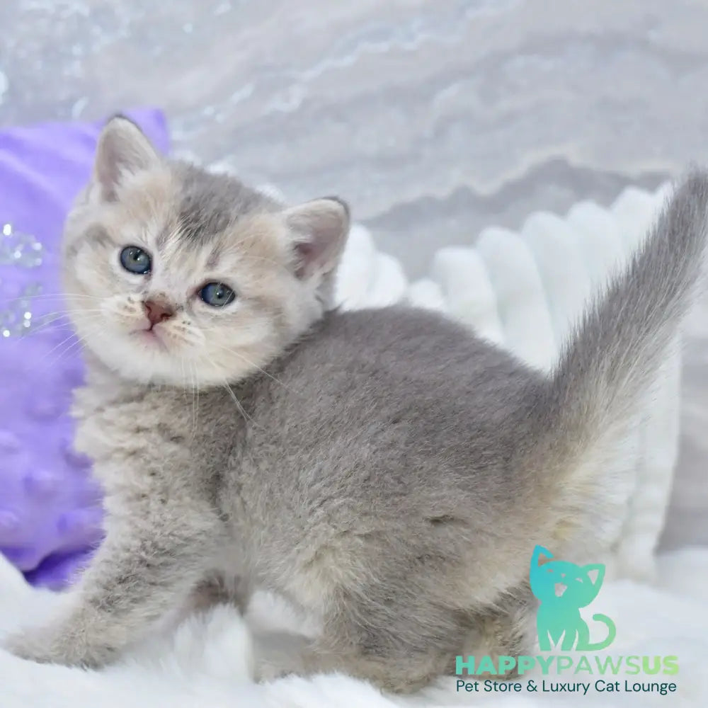 Kokos British Shorthair male blue ticked tabby - live animals