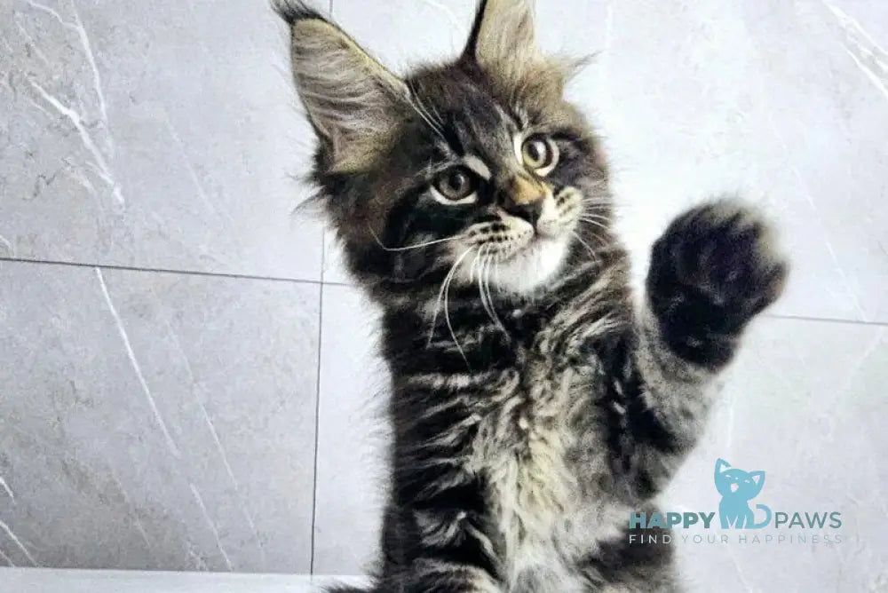 Koks Maine Coon male black tabby live animals