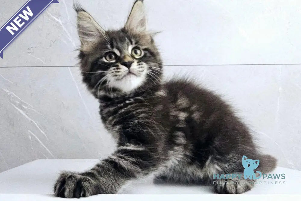 Koks Maine Coon male black tabby live animals