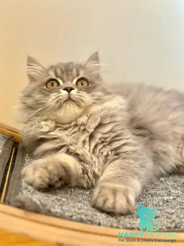 Kolin Scottish Straight male blue spotted tabby - live animals