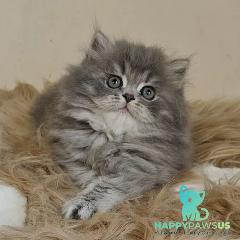 Kolin Scottish Straight male blue spotted tabby - live animals
