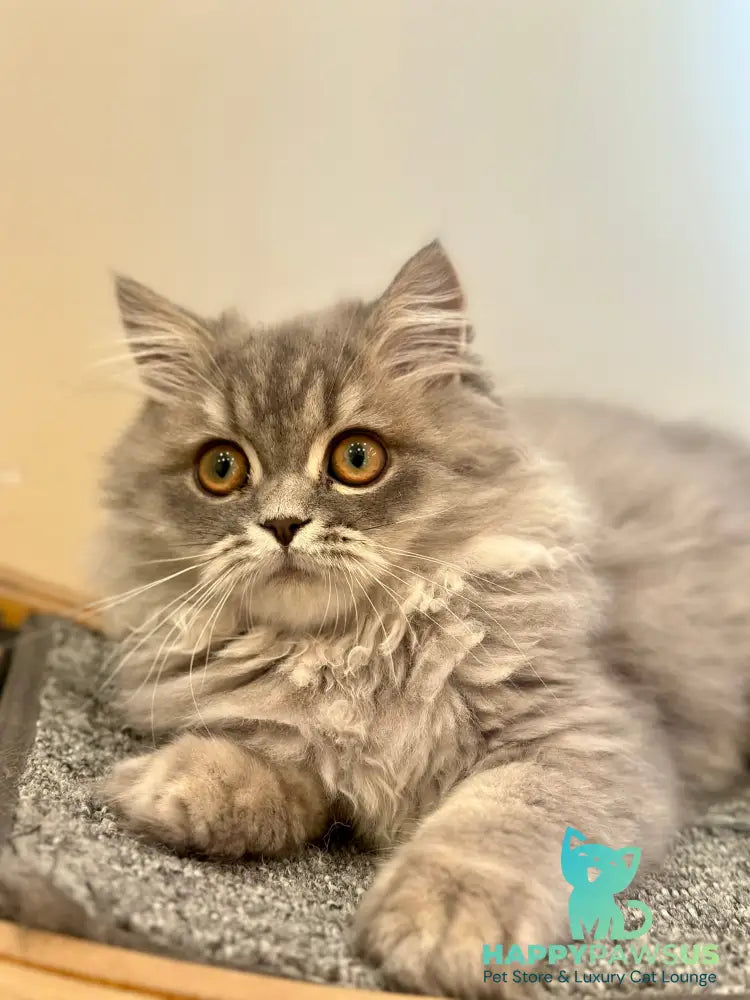 Kolin Scottish Straight male blue spotted tabby - live animals