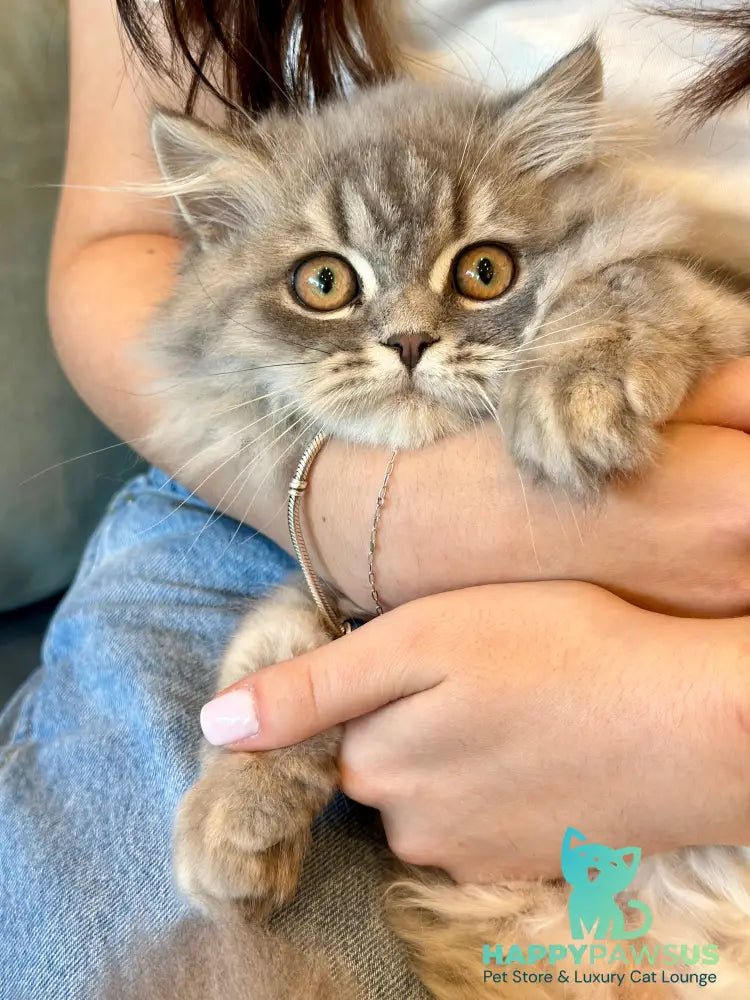 Kolin Scottish Straight male blue spotted tabby - live animals